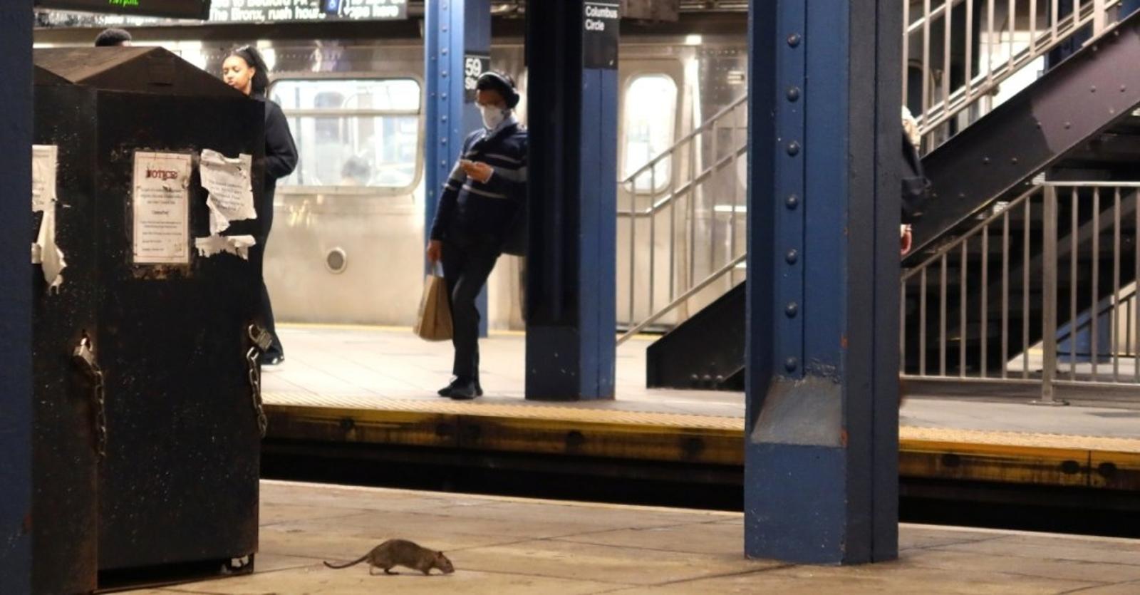 Ratas de Nueva York idioma secreto - You Can Take a Rat Tour Through New York City
