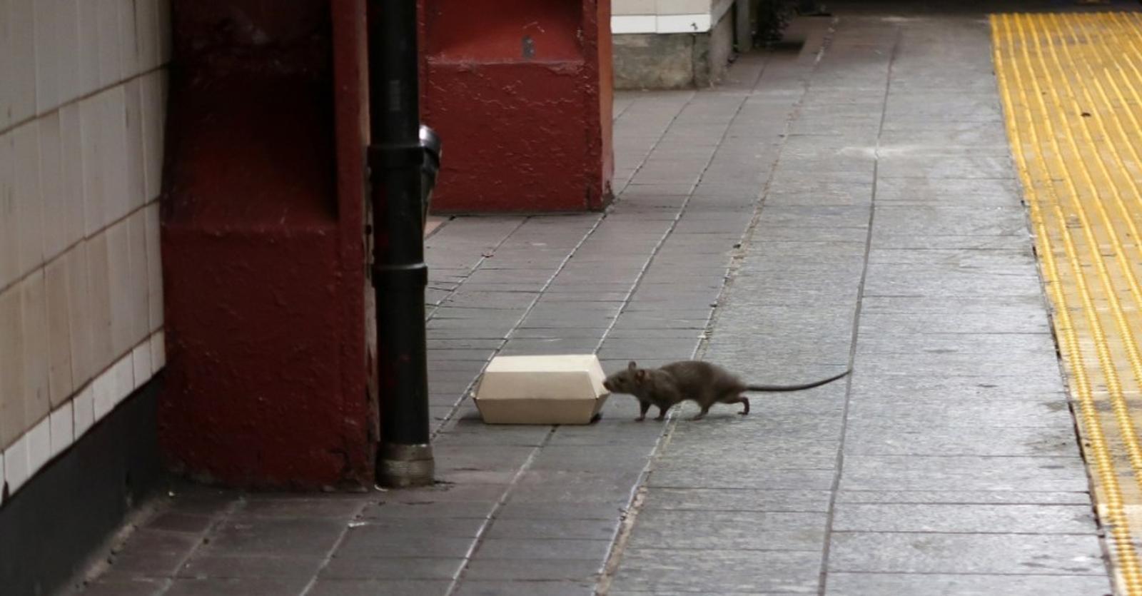 Fideos instantáneos - New York City’s Rats Have Developed Their Own Language