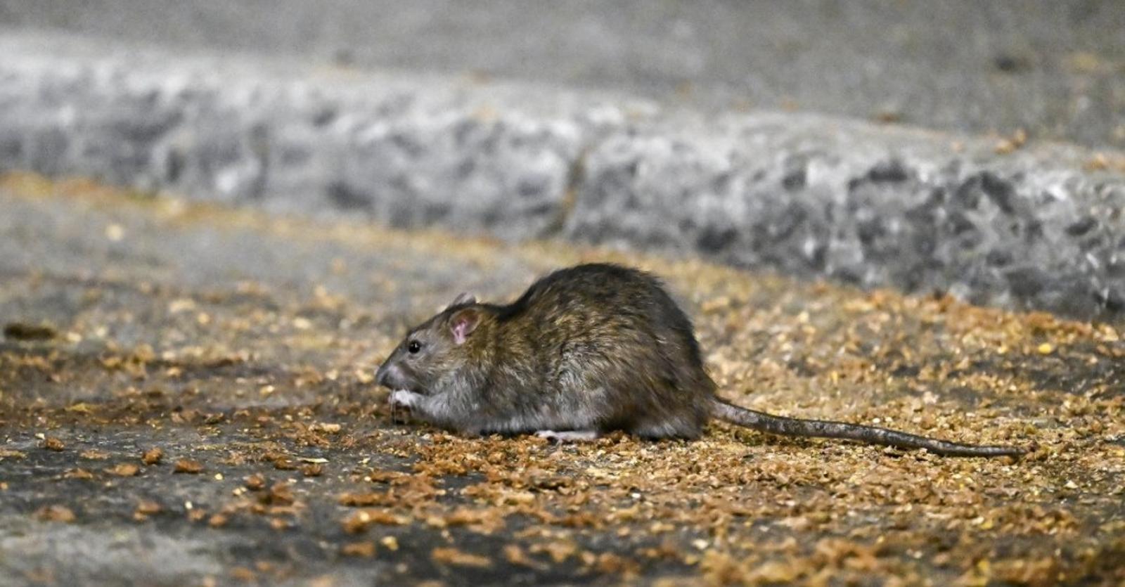 Ratas de Nueva York idioma secreto - Meet the Rat-Obsessed Tour Guide Leading Visitors Through NYC’s Rodent Hotspots